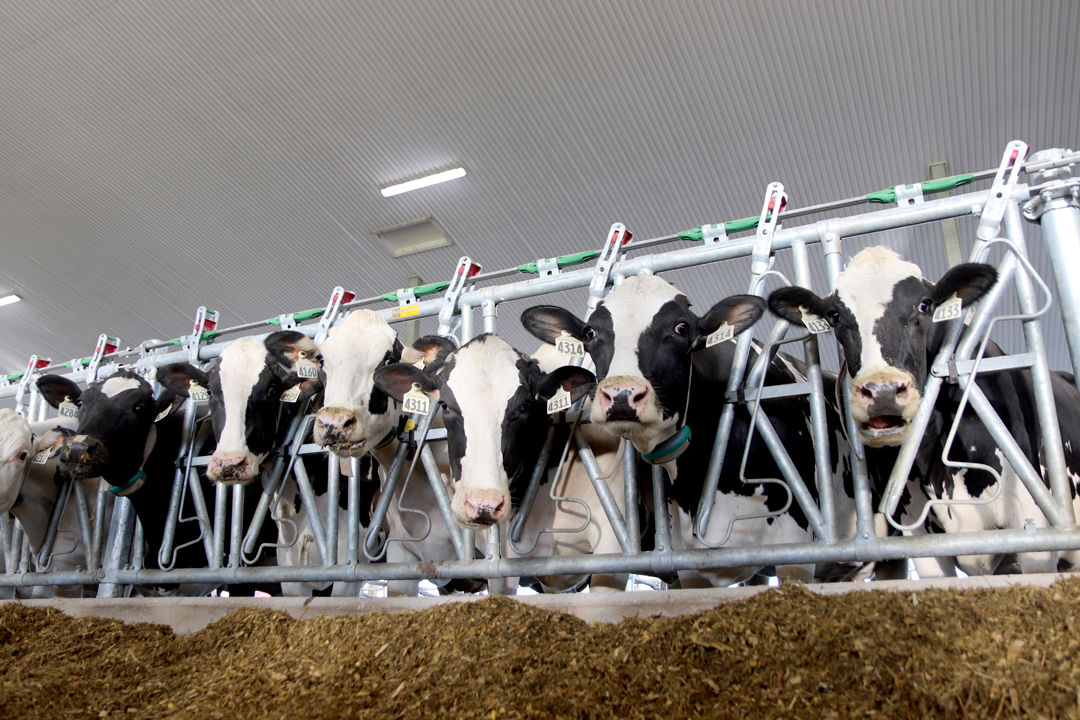 GEA Activity Monitoring Dairy Lane Systems Dairy Equip